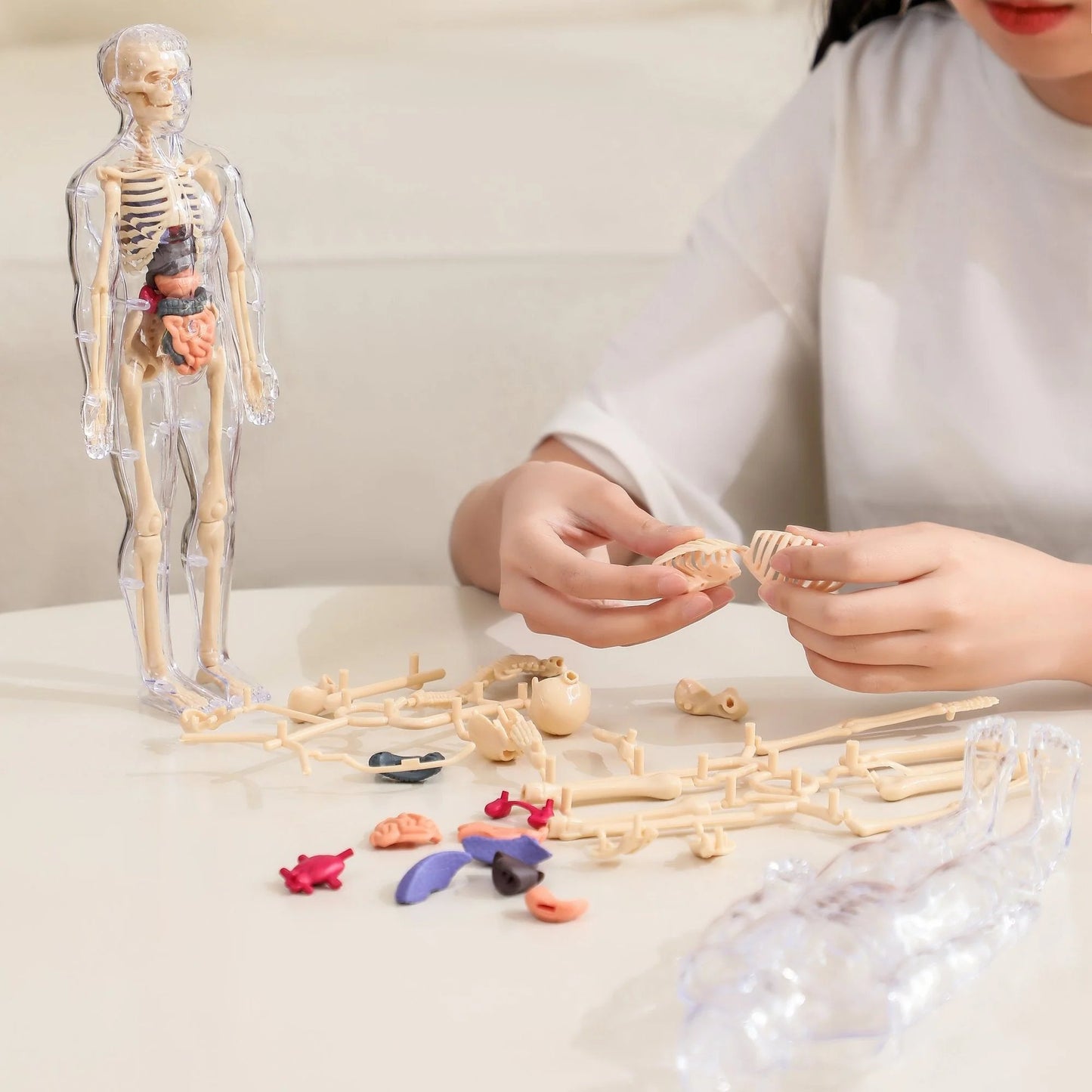 🏆Flash Sale⚡Human Body Model for Kids - STEM Anatomy Toy with Removable Organs