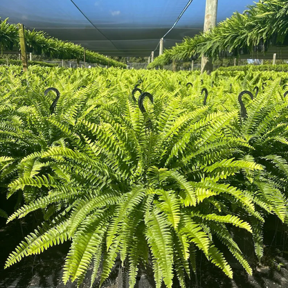 🔥 $9.97 On Sale Only Today 🌱 UV Resistant Ferns Artificial Plants Large for Planters, Office & Home Decor, Outdoor & Indoor