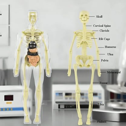 🏆Flash Sale⚡Human Body Model for Kids - STEM Anatomy Toy with Removable Organs